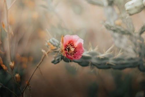 有关仙人掌, 刺, 增长的免费素材图片