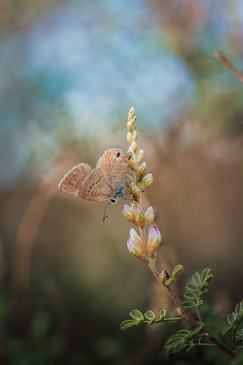 有关垂直拍摄, 昆虫, 树叶的免费素材图片