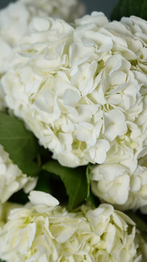 有关新鲜, 柔和的, 白色的花朵的免费素材图片