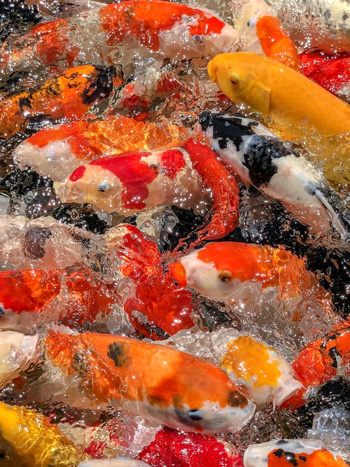 有关水下, 游泳, 特写的免费素材图片