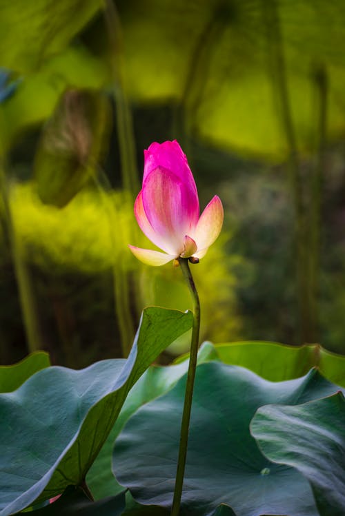 有关垂直拍摄, 天性, 户外的免费素材图片