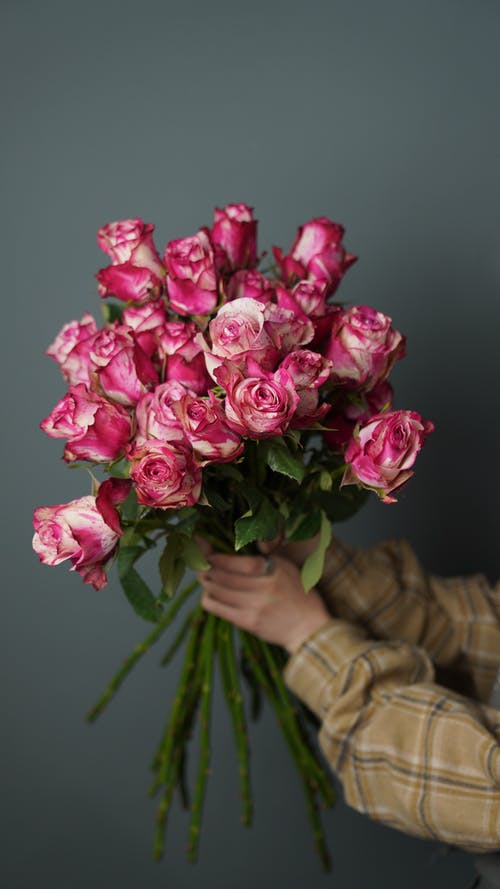 有关新鲜, 玫瑰, 粉红色的免费素材图片
