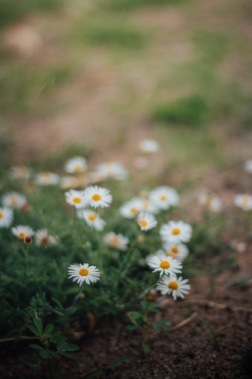 有关垂直拍摄, 增长, 户外的免费素材图片
