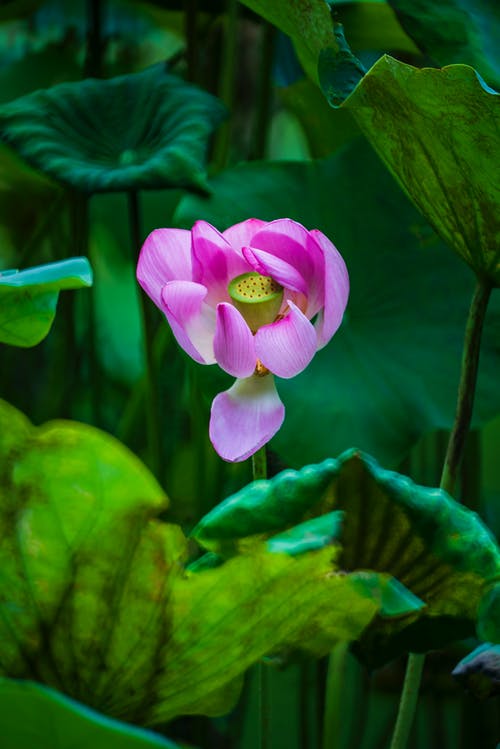 有关垂直拍摄, 天性, 户外的免费素材图片