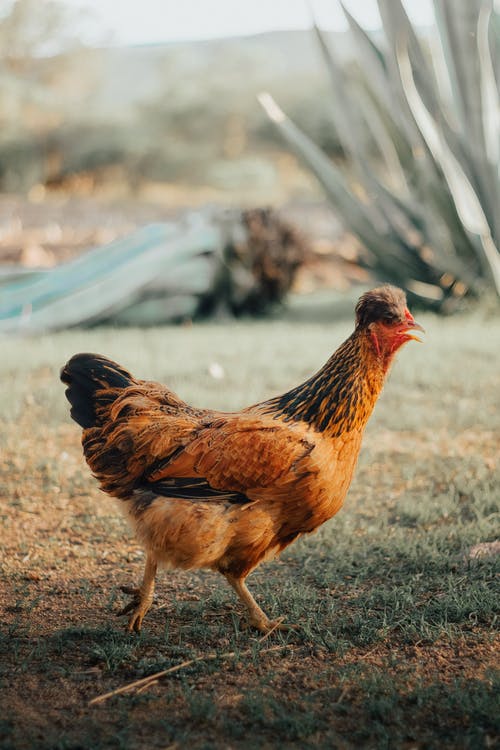有关动物, 动物摄影, 垂直拍摄的免费素材图片