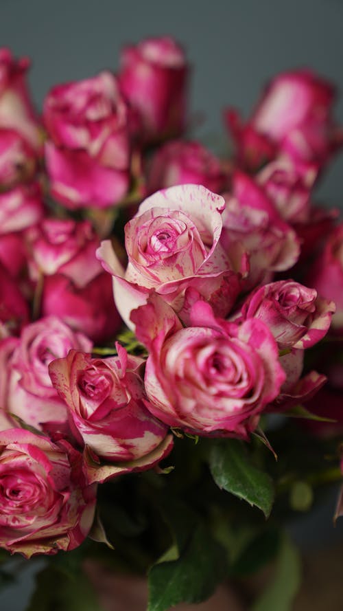 有关倾斜移位, 玫瑰, 粉红色的免费素材图片