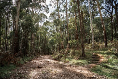 有关广角拍摄, 景观, 森林自然的免费素材图片