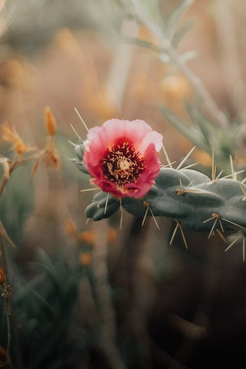 有关仙人掌, 刺, 垂直拍摄的免费素材图片
