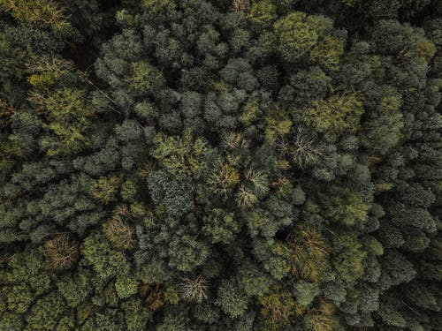 有关森林树木, 森林背景, 无人空拍机的免费素材图片
