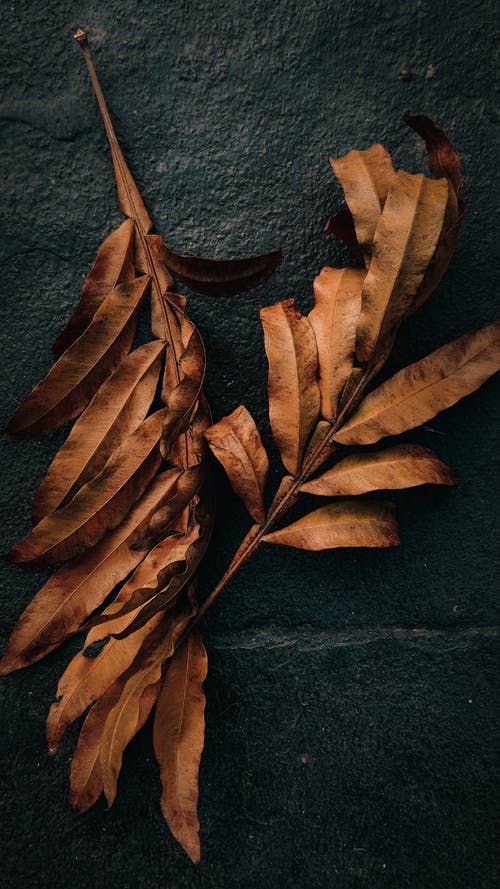 有关一般开销, 干, 枯叶的免费素材图片