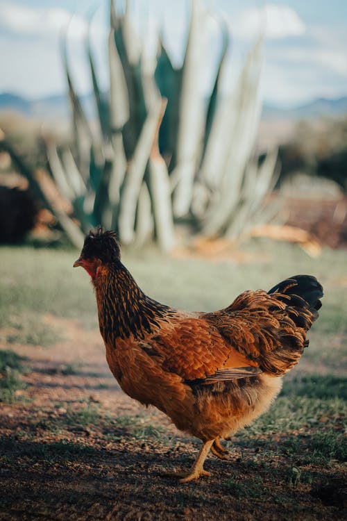有关动物, 垂直拍摄, 家禽的免费素材图片