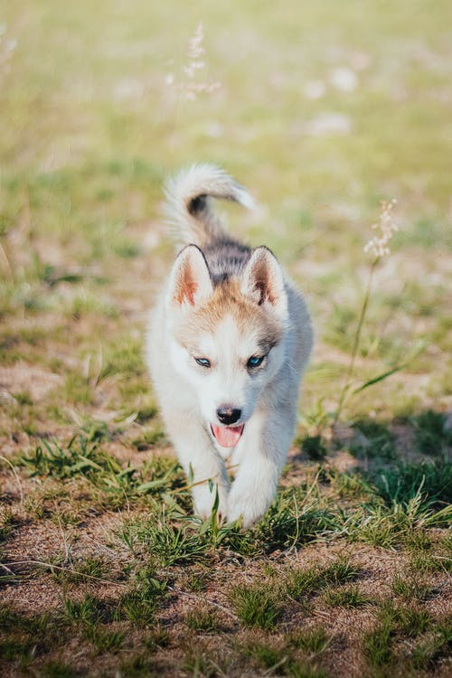 有关动物, 动物摄影, 可爱的免费素材图片