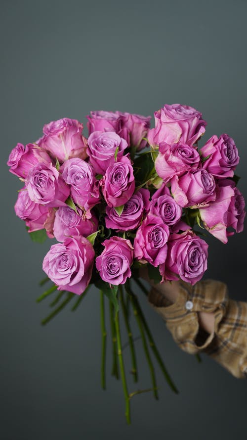 有关新鲜, 玫瑰, 粉红色的免费素材图片