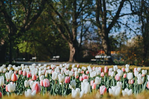 有关植物群, 漂亮, 田的免费素材图片