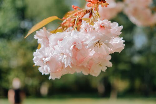 有关味道, 季节, 弹簧的免费素材图片