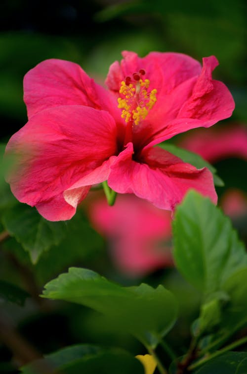 有关垂直拍摄, 微妙, 植物群的免费素材图片