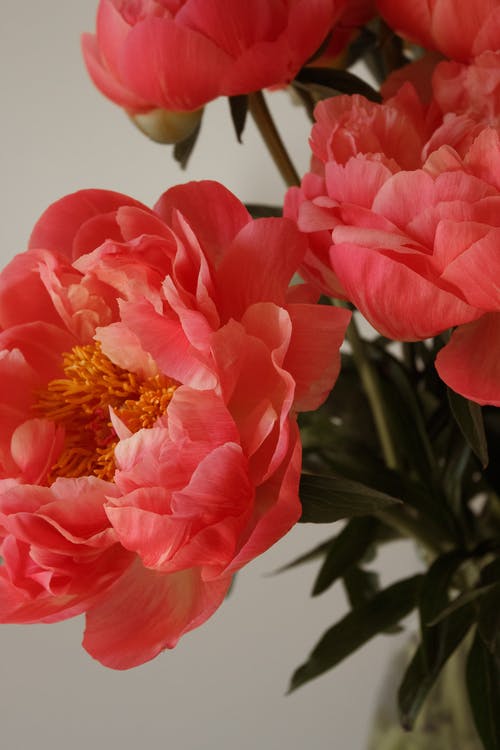 有关味道, 垂直拍摄, 植物群的免费素材图片