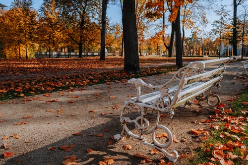 有关下落, 公园, 小径的免费素材图片