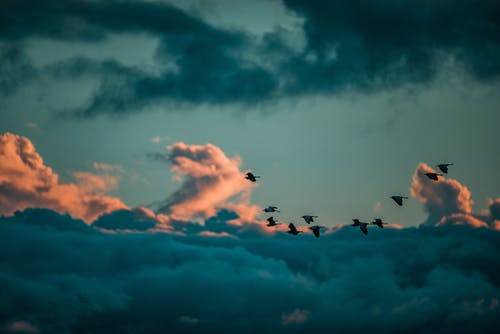 有关一群鸟, 在云层之上！, 天堂的免费素材图片