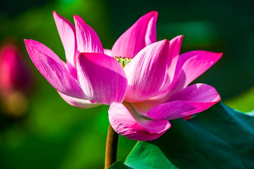 有关微妙, 植物群, 水中的的免费素材图片