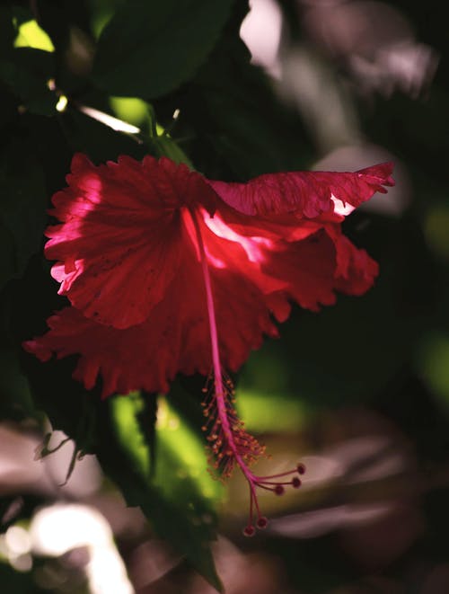 有关垂直拍摄, 夏威夷芙蓉, 微妙的免费素材图片