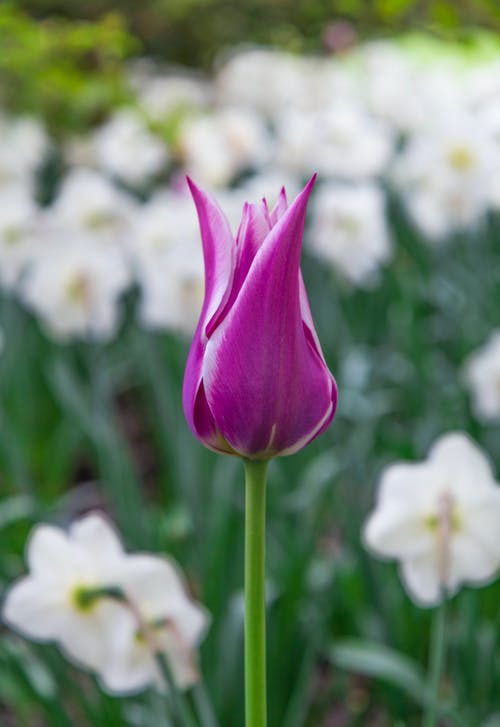 有关垂直拍摄, 植物群, 特写的免费素材图片