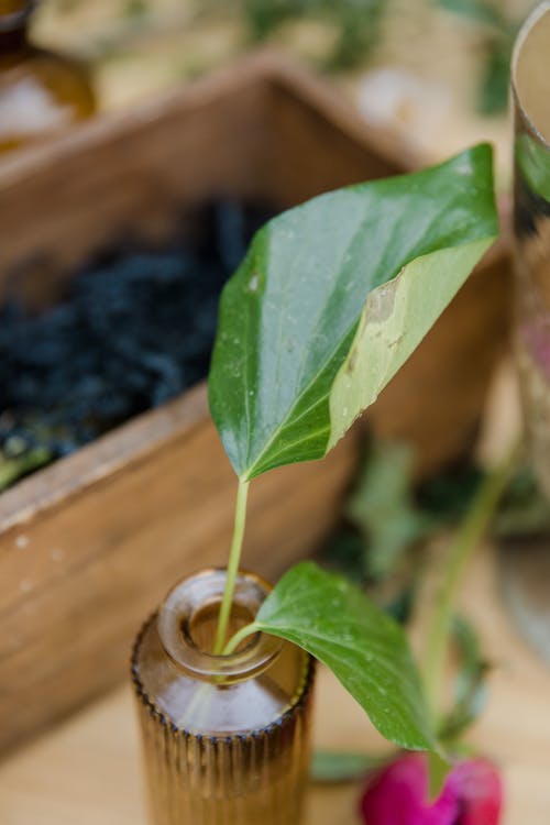 有关垂直拍摄, 工厂, 新鲜的免费素材图片