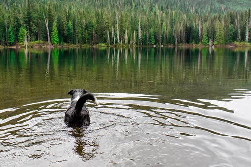 有关水反射, 牛狗, 狗游泳的免费素材图片