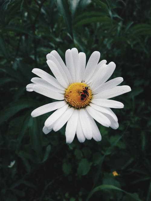 有关垂直拍摄, 授粉, 昆蟲的免费素材图片