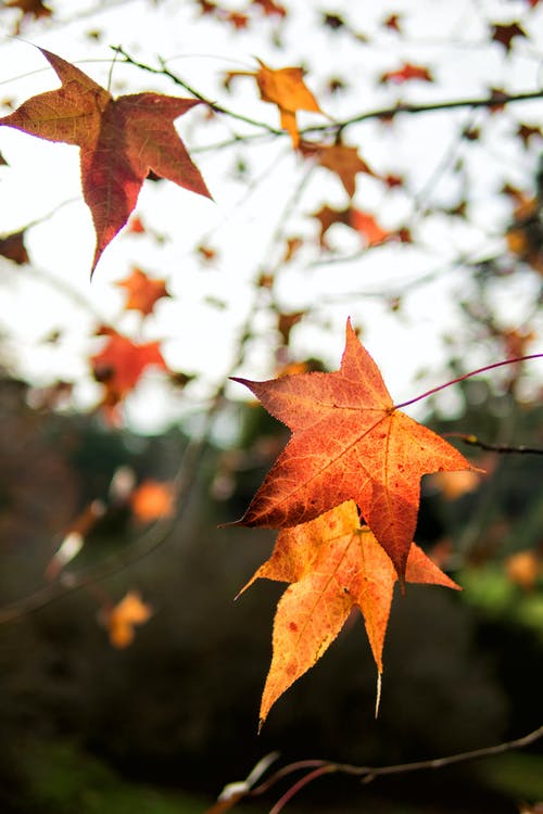 有关atmosfera de outono, 垂直拍摄, 枫叶的免费素材图片