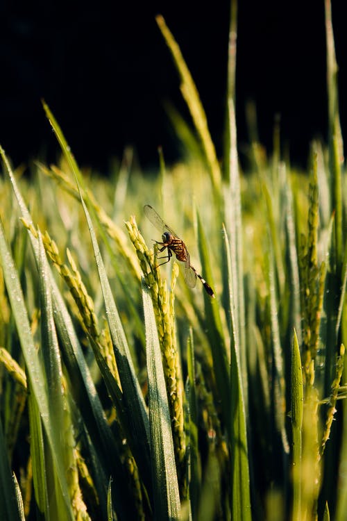 有关垂直拍摄, 小麦, 昆虫的免费素材图片