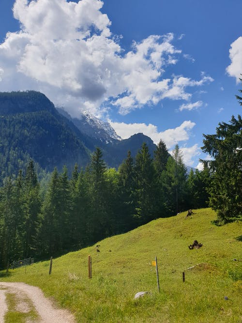 有关垂直拍摄, 天性, 小径的免费素材图片
