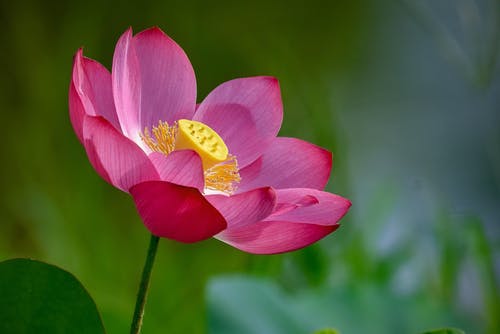 有关戶外, 植物群, 模糊背景的免费素材图片