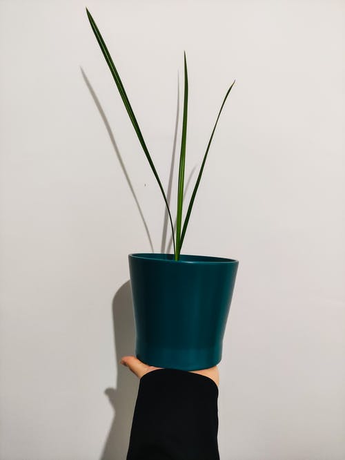 有关垂直拍摄, 手, 握住的免费素材图片