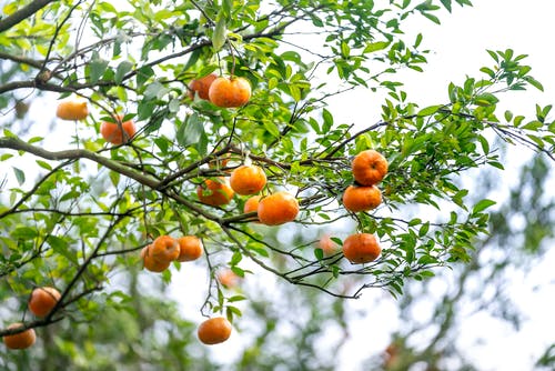 有关天性, 新鲜, 橙橘的免费素材图片