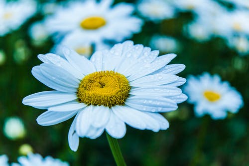 有关植物群, 模糊的背景, 水滴的免费素材图片
