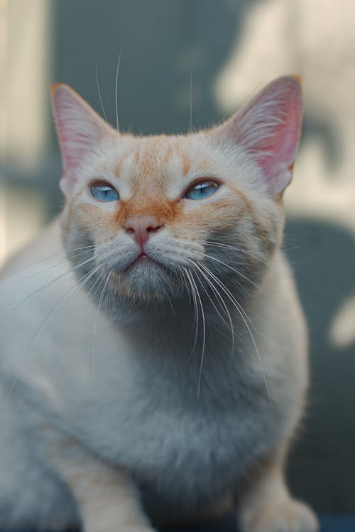 有关动物, 动物肖像, 可爱的免费素材图片