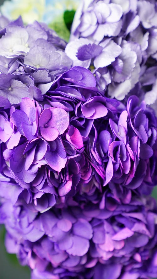有关垂直拍摄, 植物群, 紫色的花朵的免费素材图片