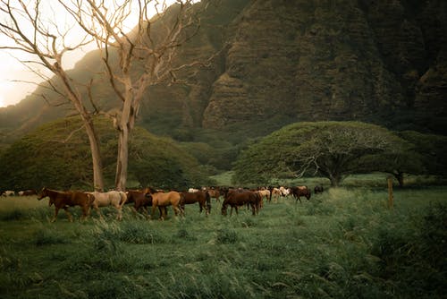 有关乾的, 动物, 和谐的免费素材图片