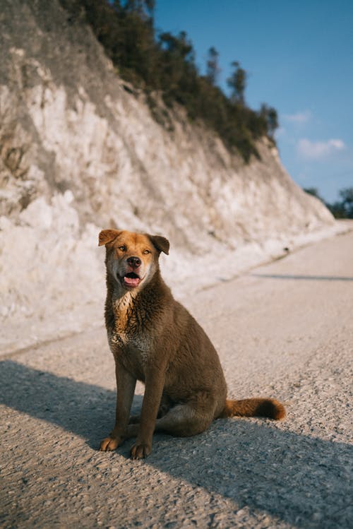 有关动物, 动物摄影, 哺乳动物的免费素材图片