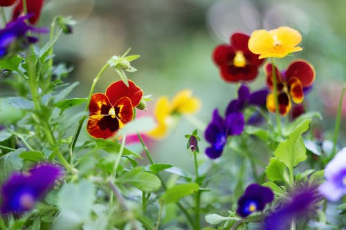 有关工厂, 植物群, 树叶的免费素材图片