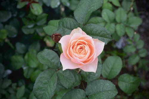 有关优雅, 头顶射击, 工厂的免费素材图片