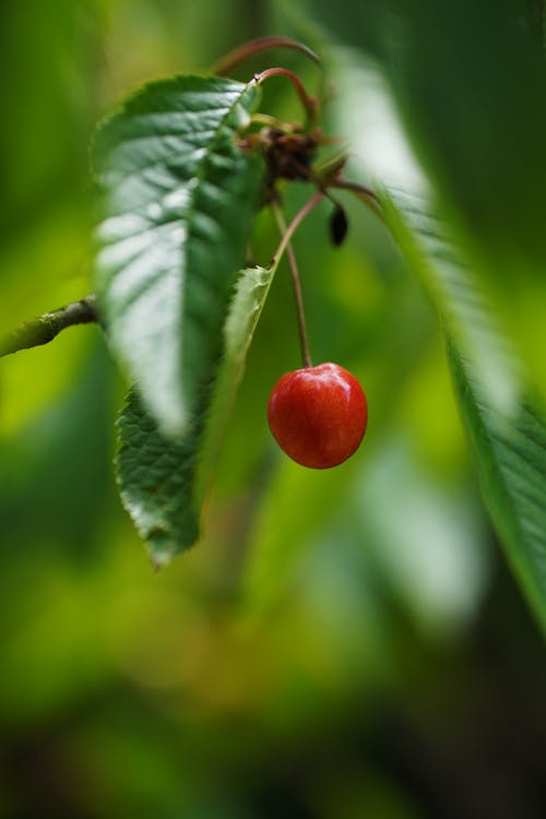 有关垂直拍摄, 景深, 樱桃的免费素材图片