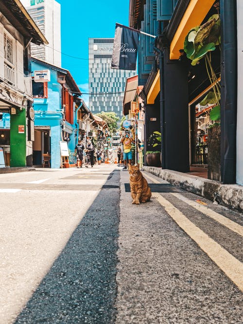 有关垂直拍摄, 大花猫, 巷弄的免费素材图片