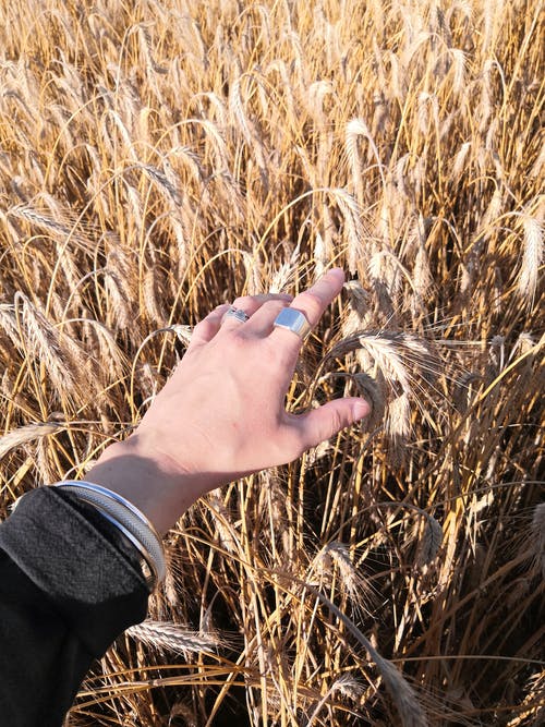 有关乾的, 垂直拍摄, 小麦的免费素材图片