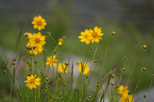 有关增长, 天性, 微妙的免费素材图片
