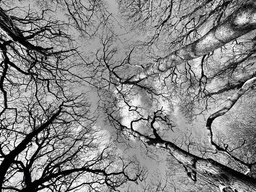 有关乾枯, 低角度拍摄, 光秃秃的树木的免费素材图片