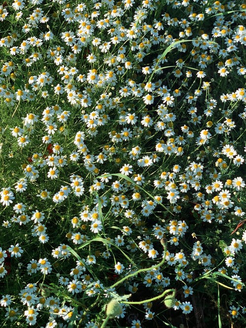 有关垂直拍摄, 户外, 绽放的花朵的免费素材图片