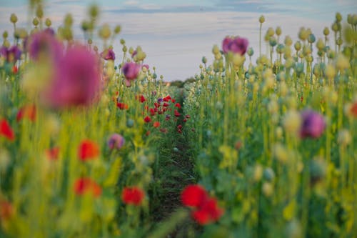 有关户外, 特写, 田的免费素材图片