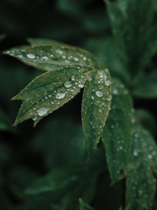 有关图案, 垂直拍摄, 景深的免费素材图片